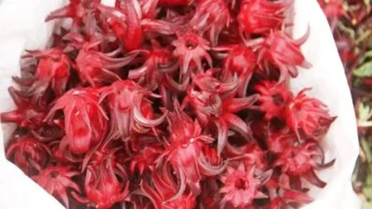 حصاد الكركديه الأسواني: تحويل محصول الصحراء إلى علاج طبيعي لضغط الدم وفرص اقتصاديّة للسيدات